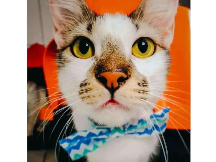 Gato raça SRD idade 7 a 11 meses nome Driguinho