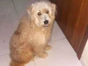Cachorro raça VIRA LATA idade 5 anos nome BETO