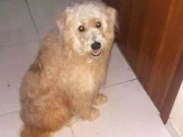 Cachorro ra a VIRA LATA idade 5 anos nome BETO