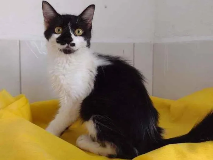 Gato ra a SRD-ViraLata idade 7 a 11 meses nome Cindy