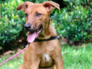 Cachorro raça SRD-ViraLata idade 2 a 6 meses nome Aladin