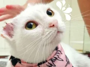Gato raça SRD-ViraLata idade 1 ano nome Luna Bella