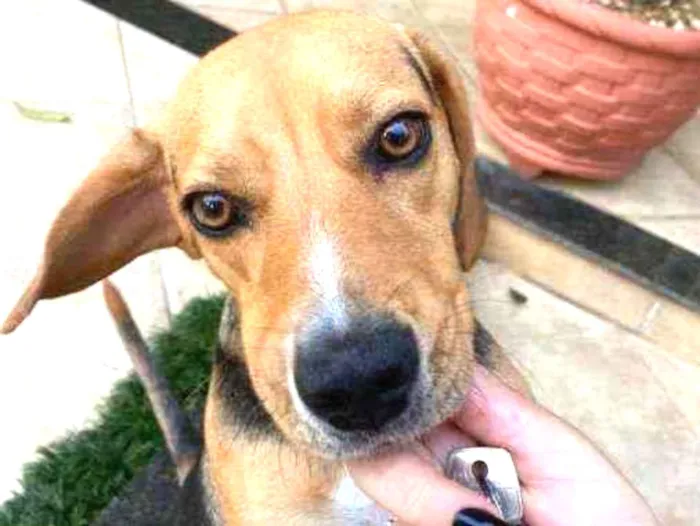 Cachorro ra a Sem raça definida idade 1 ano nome Nina
