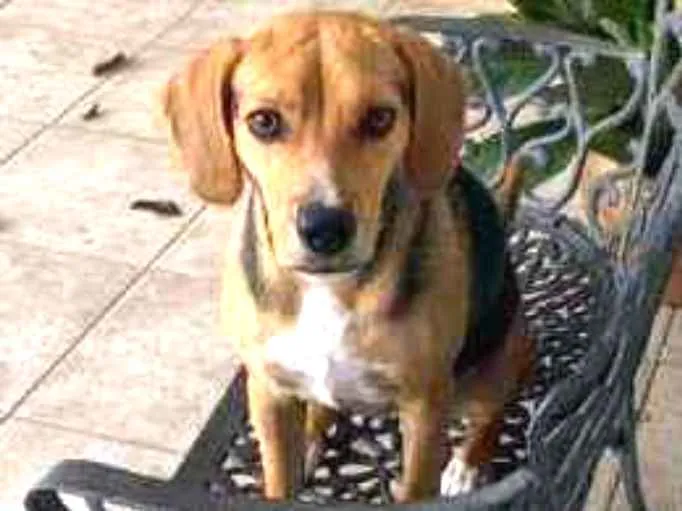 Cachorro ra a Sem raça definida idade 1 ano nome Nina