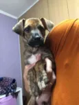 Cachorro raça Sem Raça Definida idade 2 a 6 meses nome Sem nome