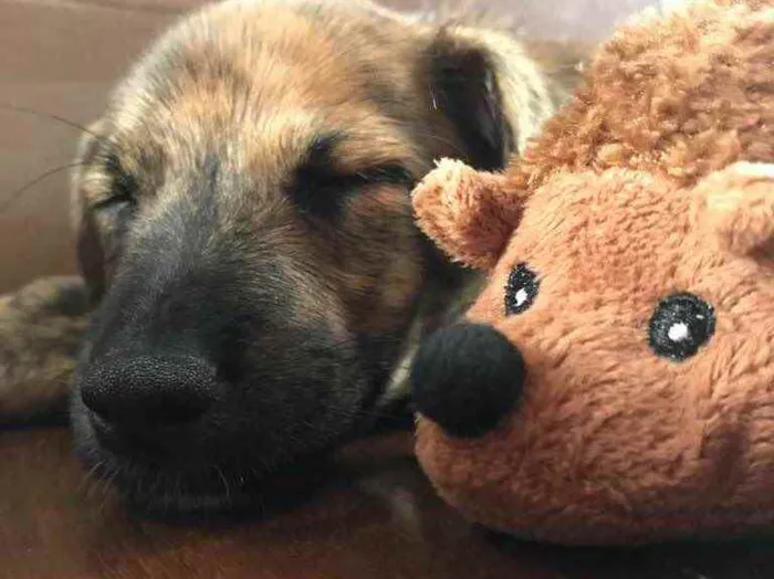 Cachorro raça Sem Raça Definida idade 2 a 6 meses nome Sem nome