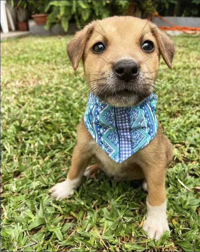 Cachorro ra a Sem raça definida  idade 2 a 6 meses nome PIERRE