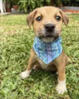 PIERRE