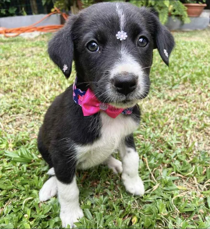 Cachorro ra a Sem raça definida  idade  nome MAITÊ 