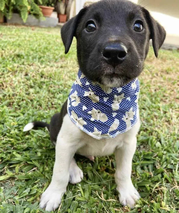 Cachorro ra a Sem raça definida  idade 2 a 6 meses nome JUCA