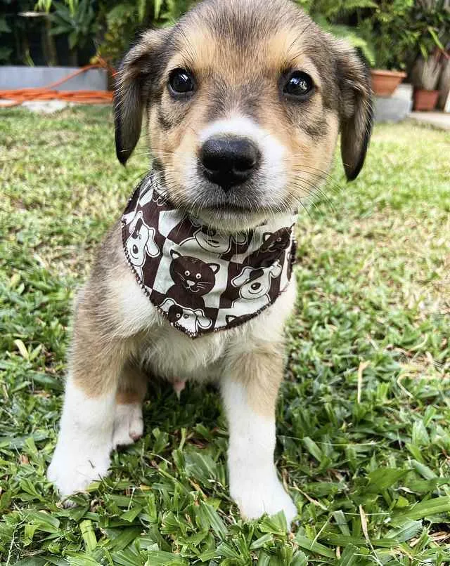 Cachorro ra a Sem raça definida idade  nome BENTO 