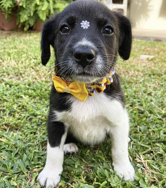 Cachorro ra a Sem raça definida  idade 2 a 6 meses nome XICA