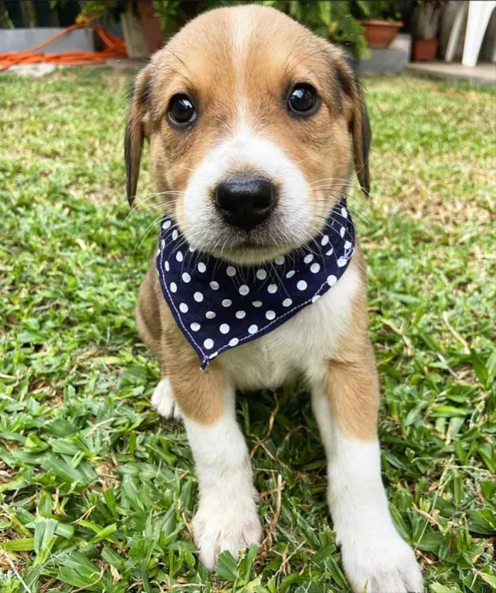 Cachorro ra a Sem raça definida  idade 2 a 6 meses nome ROMEU 