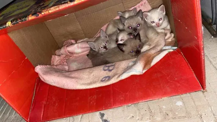 Gato ra a Srd  idade Abaixo de 2 meses nome Vários gatinhos f