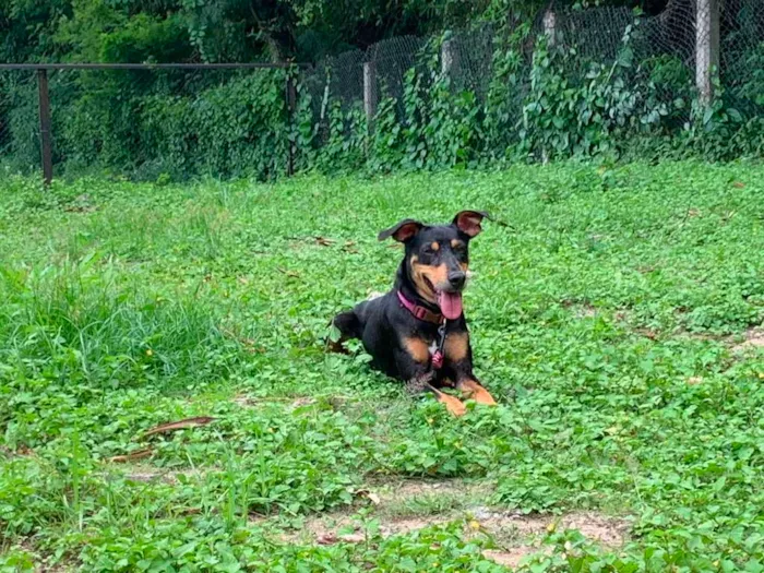 Cachorro raça SRD-ViraLata idade 2 anos nome Maiara