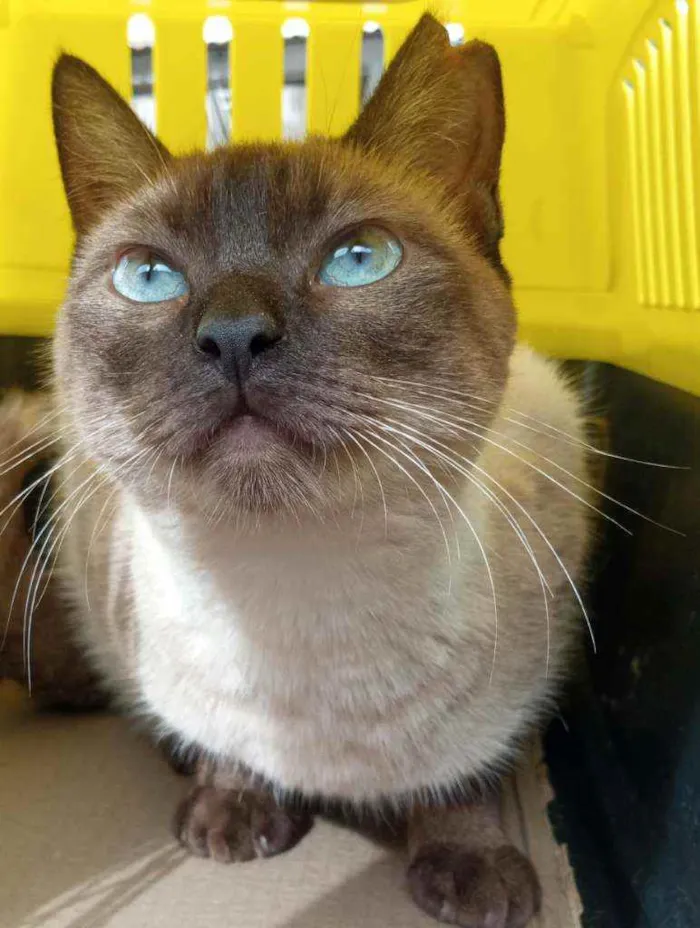 Gato ra a SRD  idade 1 ano nome BLUE