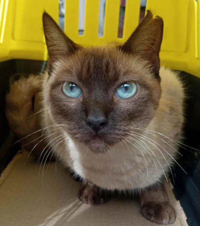 Gato ra a SRD  idade 1 ano nome BLUE