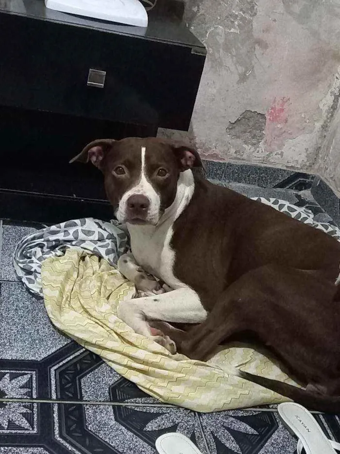 Cachorro ra a Pitbull idade 4 anos nome Pandora 