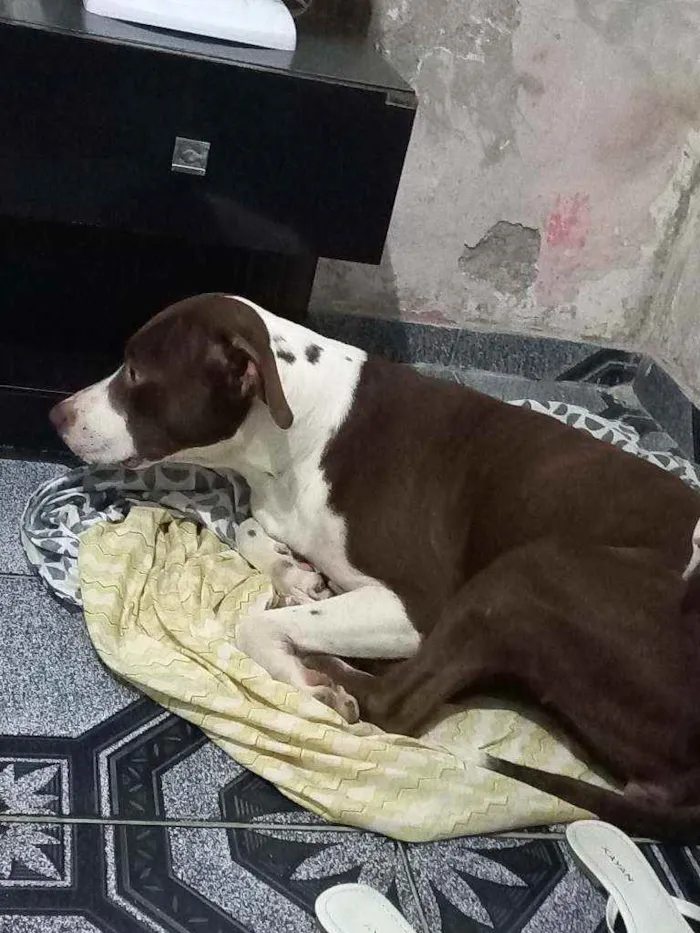 Cachorro ra a Pitbull idade 4 anos nome Pandora 