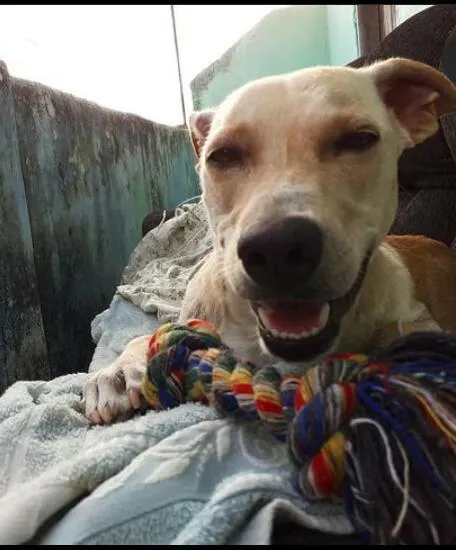 Cachorro ra a SRD-ViraLata idade 3 anos nome Capitu