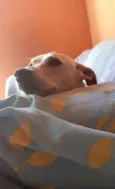 Capitu
