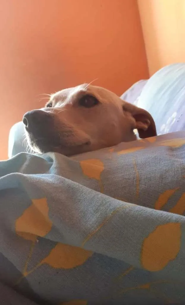 Cachorro ra a SRD-ViraLata idade 3 anos nome Capitu