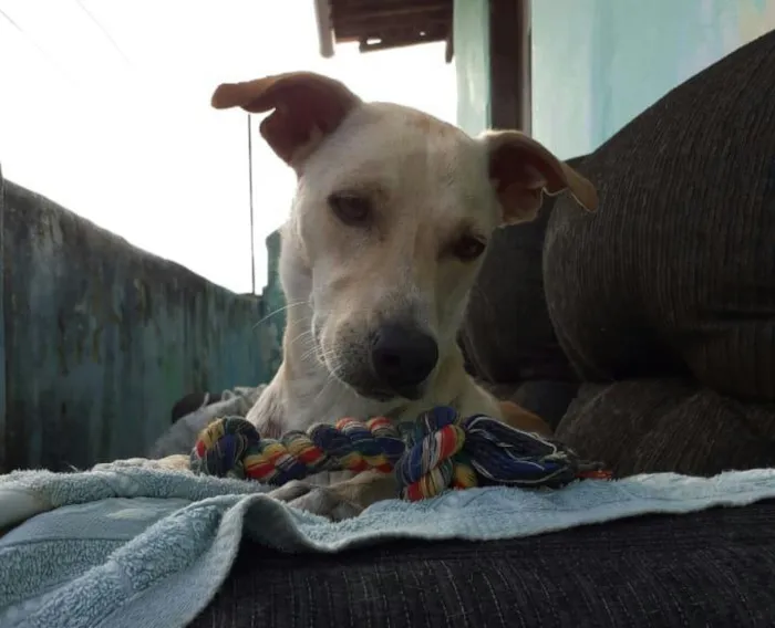 Cachorro ra a SRD-ViraLata idade 3 anos nome Capitu