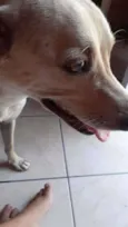 Capitu