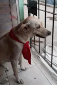 Capitu