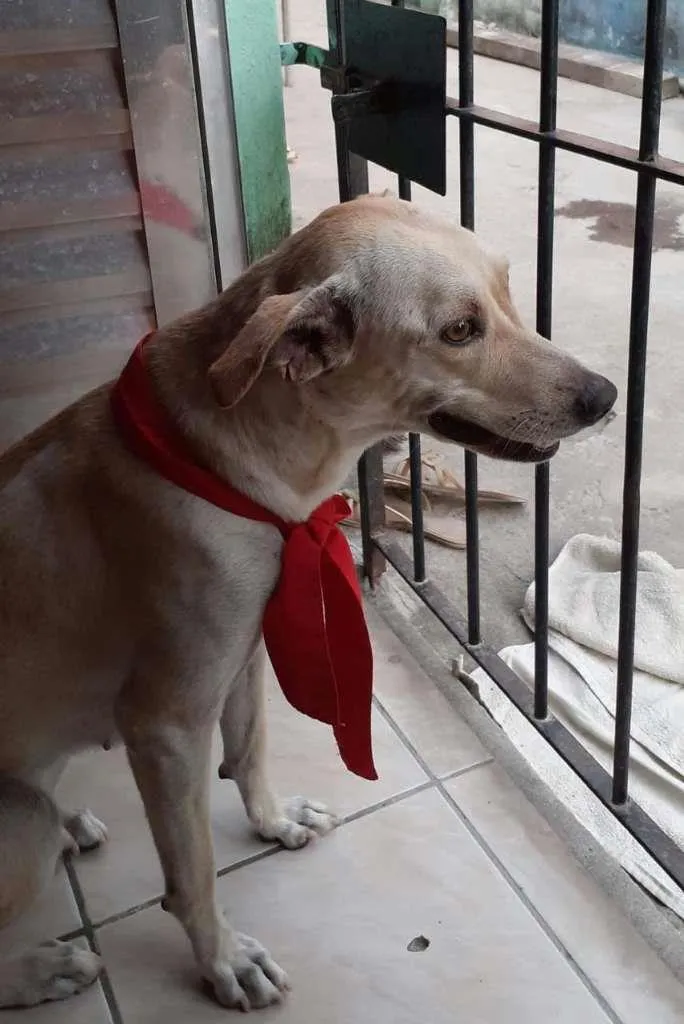Cachorro ra a SRD-ViraLata idade 3 anos nome Capitu
