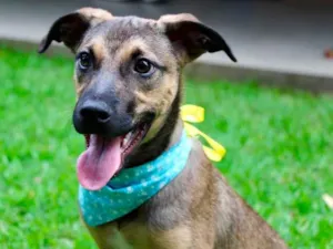 Cachorro raça SRD-ViraLata idade  nome Rajah