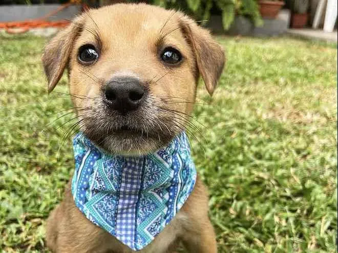 Cachorro ra a Sem raça definida  idade 2 a 6 meses nome PIERRE