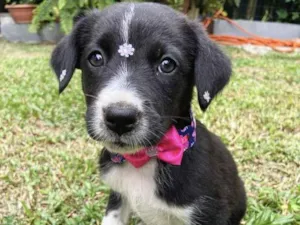 Cachorro raça Sem raça definida  idade  nome MAITÊ 