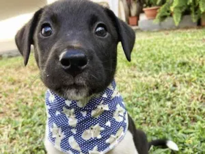 Cachorro raça Sem raça definida  idade 2 a 6 meses nome JUCA