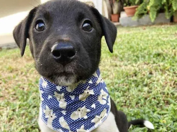 Cachorro ra a Sem raça definida  idade 2 a 6 meses nome JUCA