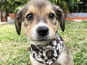 Cachorro raça Sem raça definida idade  nome BENTO 