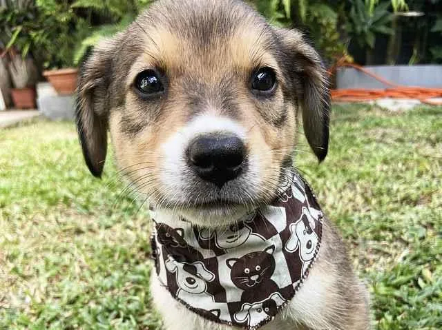 Cachorro ra a Sem raça definida idade  nome BENTO 