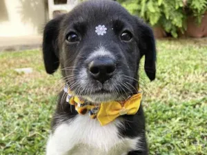 Cachorro raça Sem raça definida  idade 2 a 6 meses nome XICA