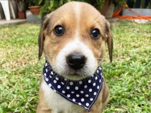Cachorro raça Sem raça definida  idade 2 a 6 meses nome ROMEU 