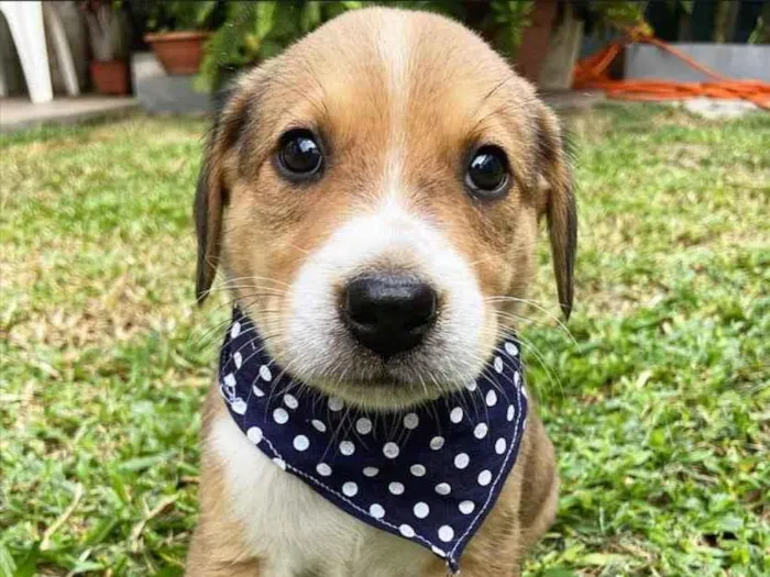 Cachorro ra a Sem raça definida  idade 2 a 6 meses nome ROMEU 