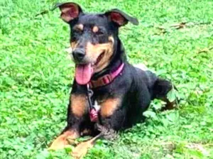 Cachorro raça SRD-ViraLata idade 2 anos nome Maiara