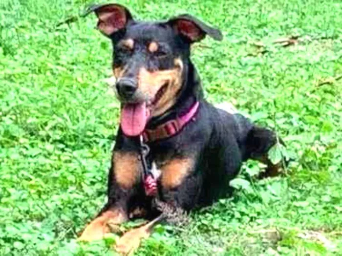 Cachorro raça SRD-ViraLata idade 2 anos nome Maiara