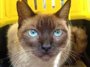 Gato raça SRD  idade 1 ano nome BLUE