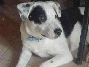 Cachorro raça Vira Lata idade 1 ano nome Dobby