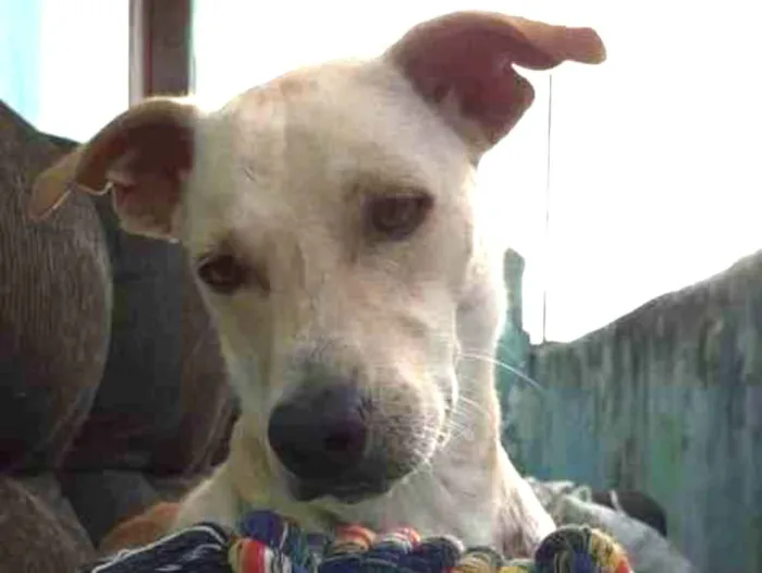 Cachorro ra a SRD-ViraLata idade 3 anos nome Capitu