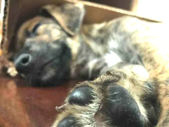 Cachorro raça Sem Raça Definida idade 2 a 6 meses nome Sem nome