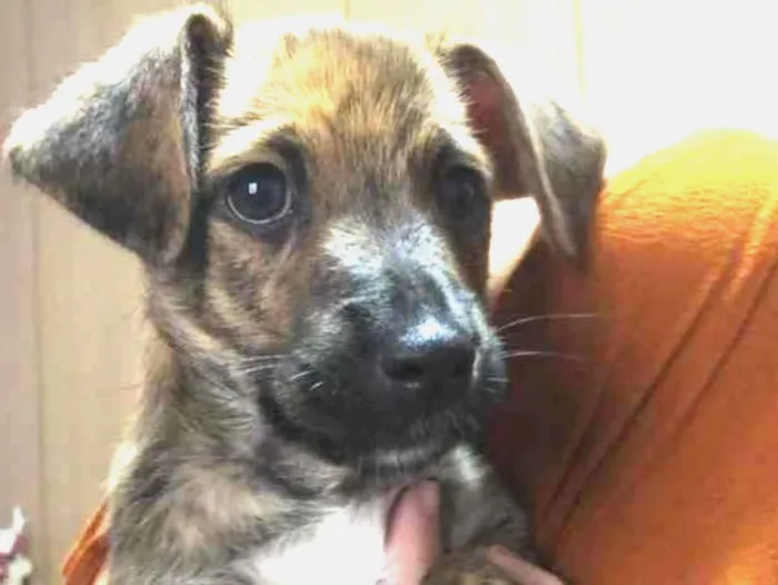 Cachorro raça Sem Raça Definida idade 2 a 6 meses nome Sem nome
