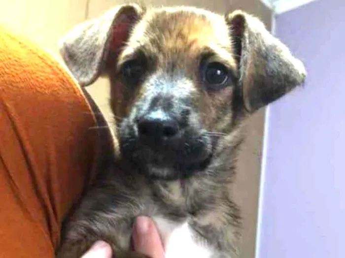 Cachorro raça Sem Raça Definida idade 2 a 6 meses nome Sem nome