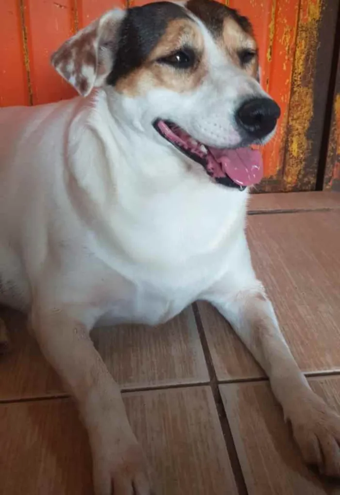 Cachorro ra a SRD idade 2 anos nome Madonna