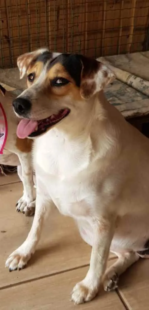 Cachorro ra a SRD idade 2 anos nome Madonna